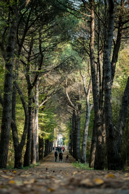 people walking down the road through the middle of a forest