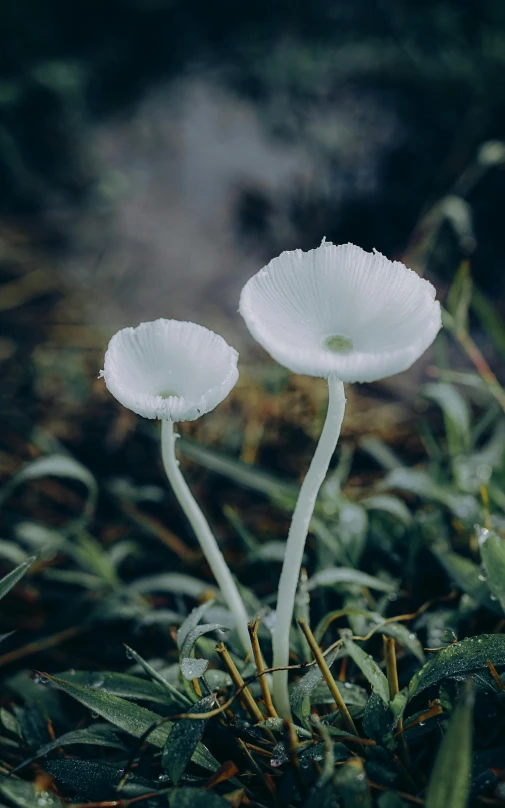 two white flowers with no stems in grass