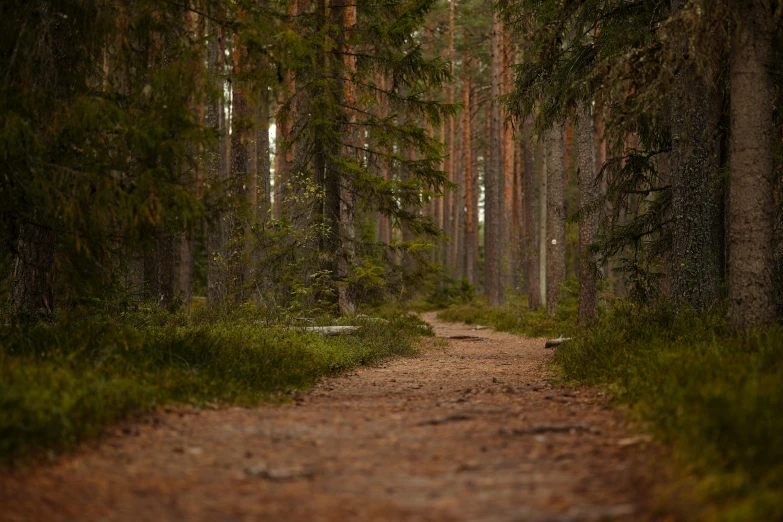 a trail through a dark forest with tall pine trees