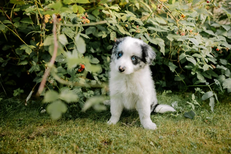 a puppy sitting on a lawn outside by a bush