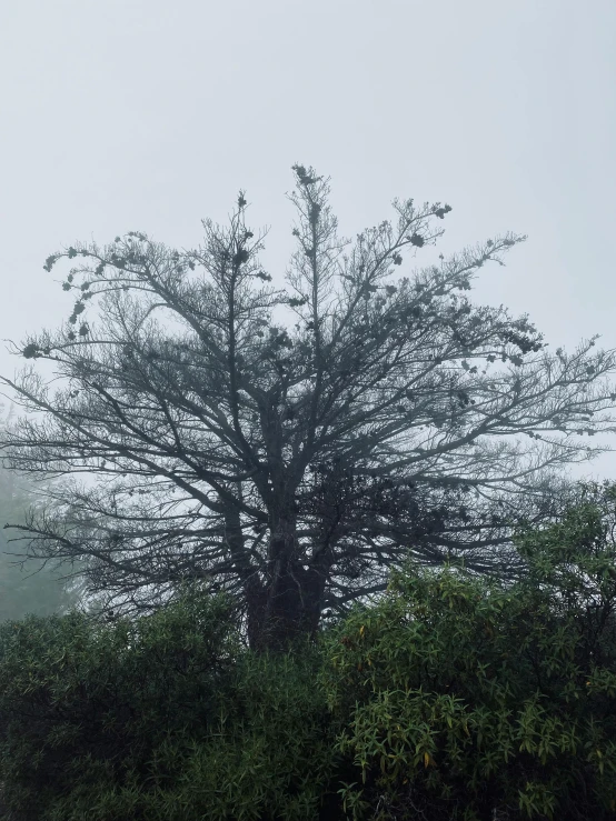 there are animals in the trees together on this misty day