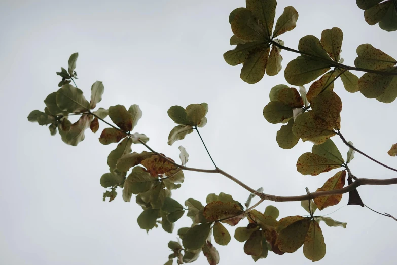 the nch of a tree with leaves against a grey sky background