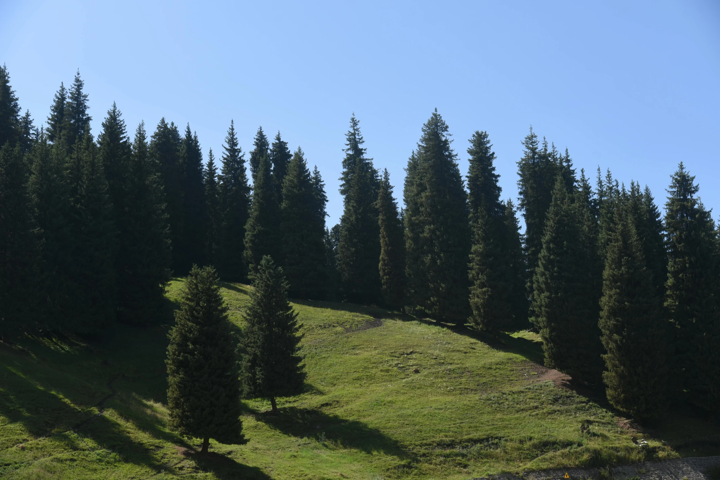 a group of trees on the top of a hill