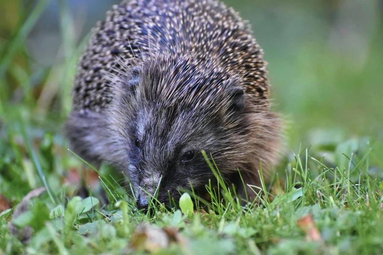 a small hedgehog standing in some grass