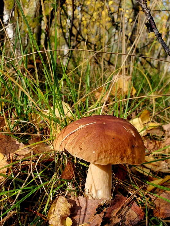 a brown mushroom standing in the grass next to some trees