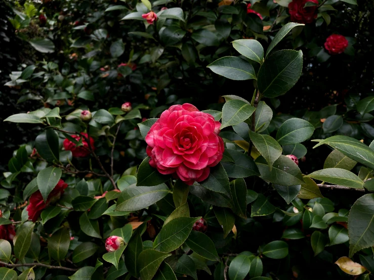red rose amongst green leaves and flowers in the garden