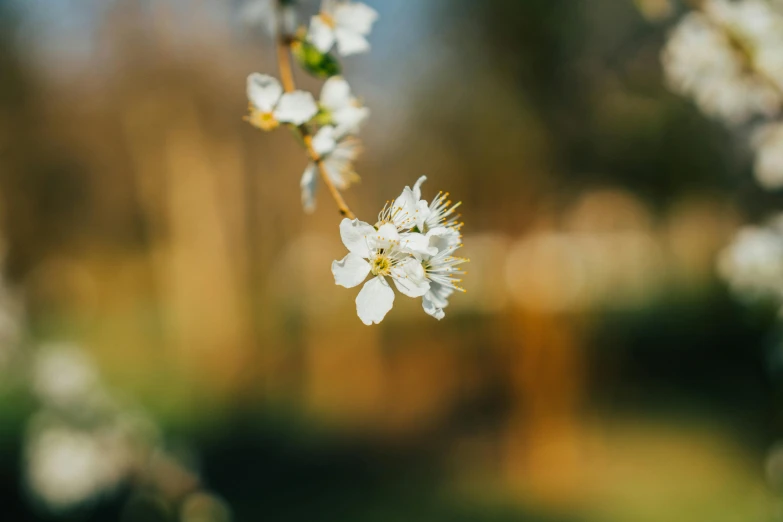 a bunch of white flowers on some small twig