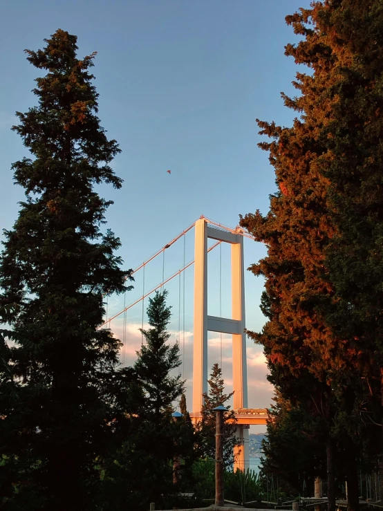 a bridge that spans over trees in the middle of the day