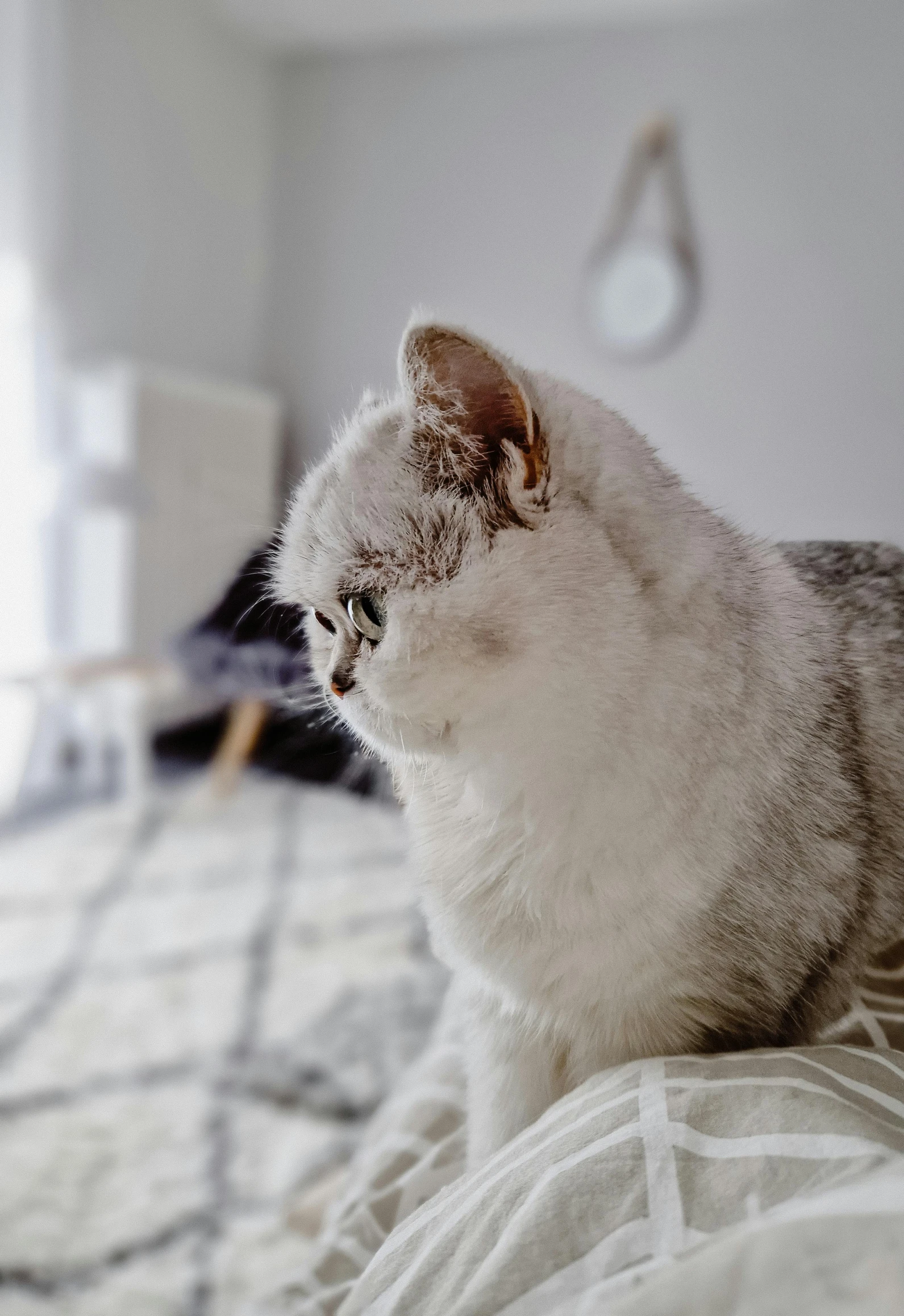 a white cat is sitting on a bed