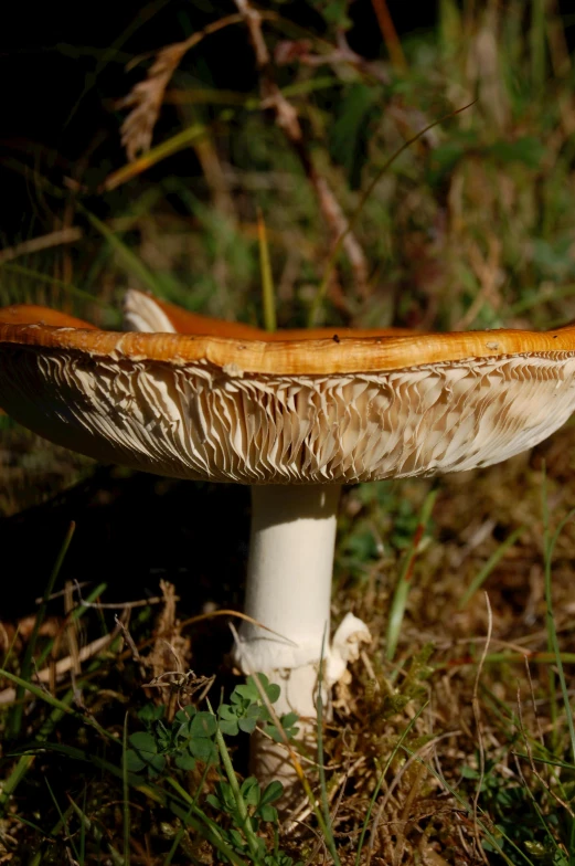 a close up of a mushroom in the grass