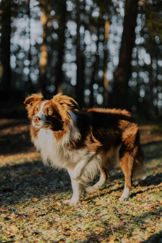 the dog is standing on some grass outside