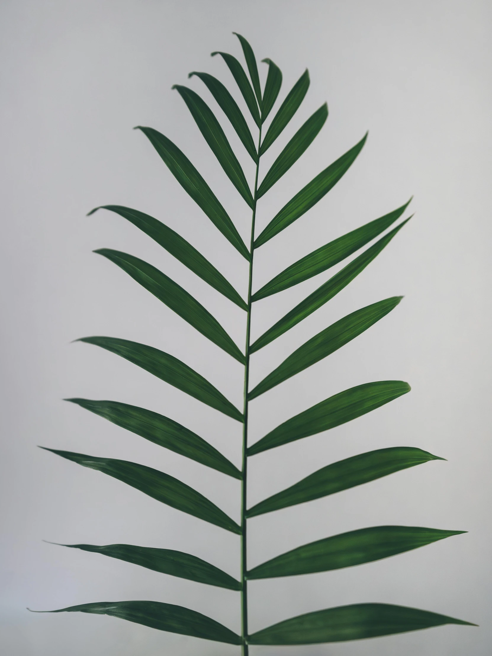 a green plant on a white background with some light