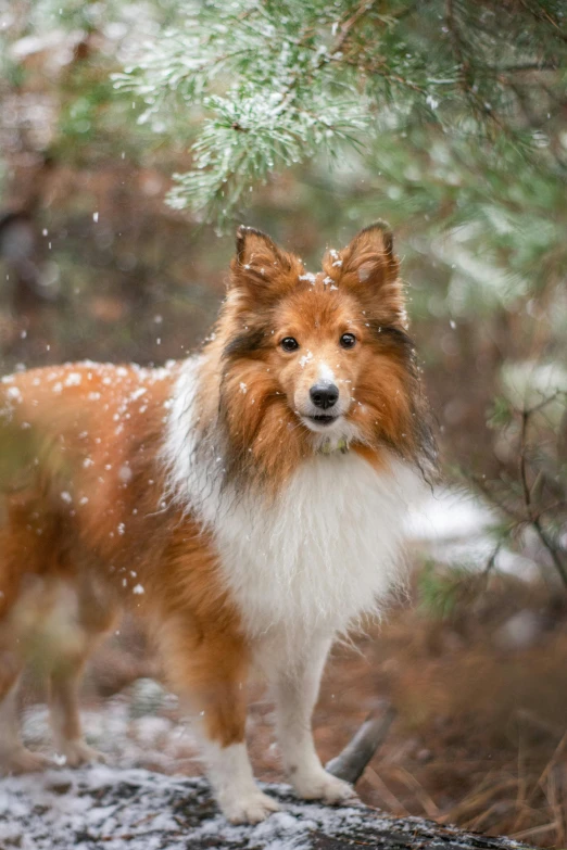 a collie dog walking through the woods in the snow