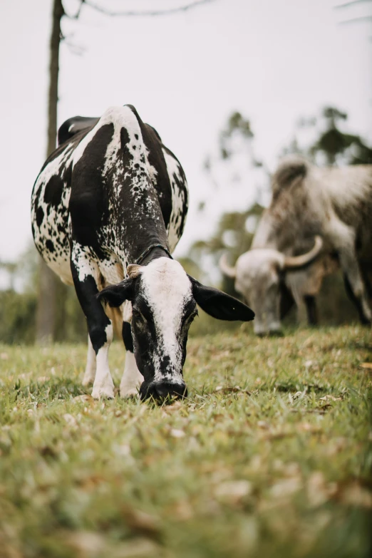 an animal with its head in the grass and two cows grazing