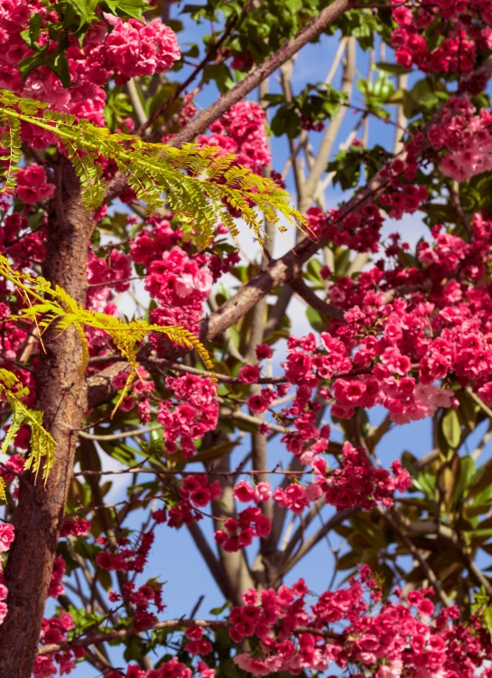 pink flowers are blooming on the tree