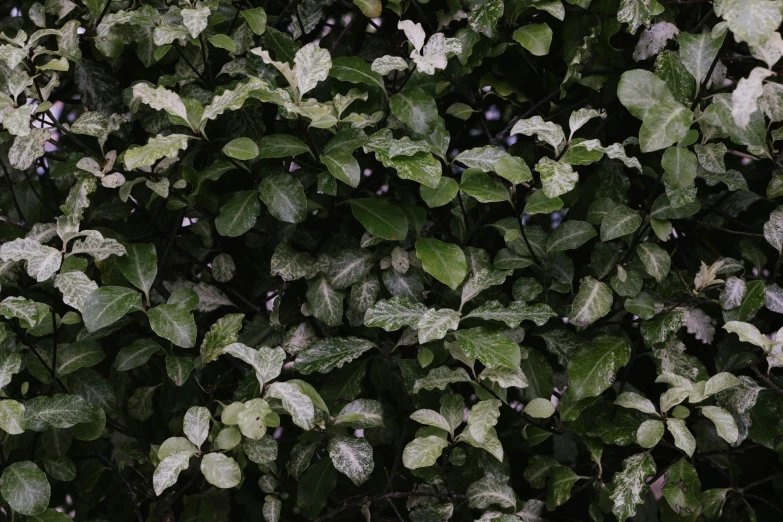 a bush with white and green leaves has snow on it