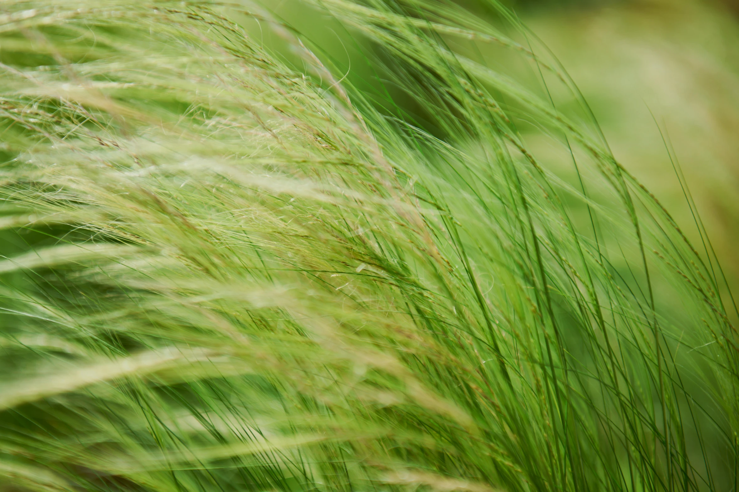 some very pretty grass in the grass with it's leaves