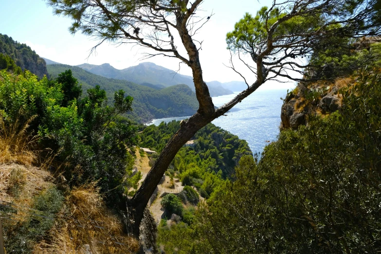 a tree is sitting near the ocean while people are walking on the mountain