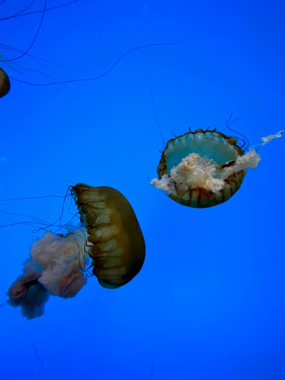 a group of jelly fish floating in the water