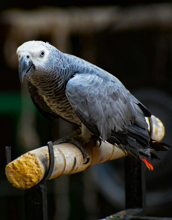 a grey and white parrot sitting on a piece of wood