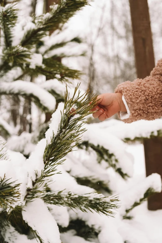 a person holds a nch from a pine tree during winter