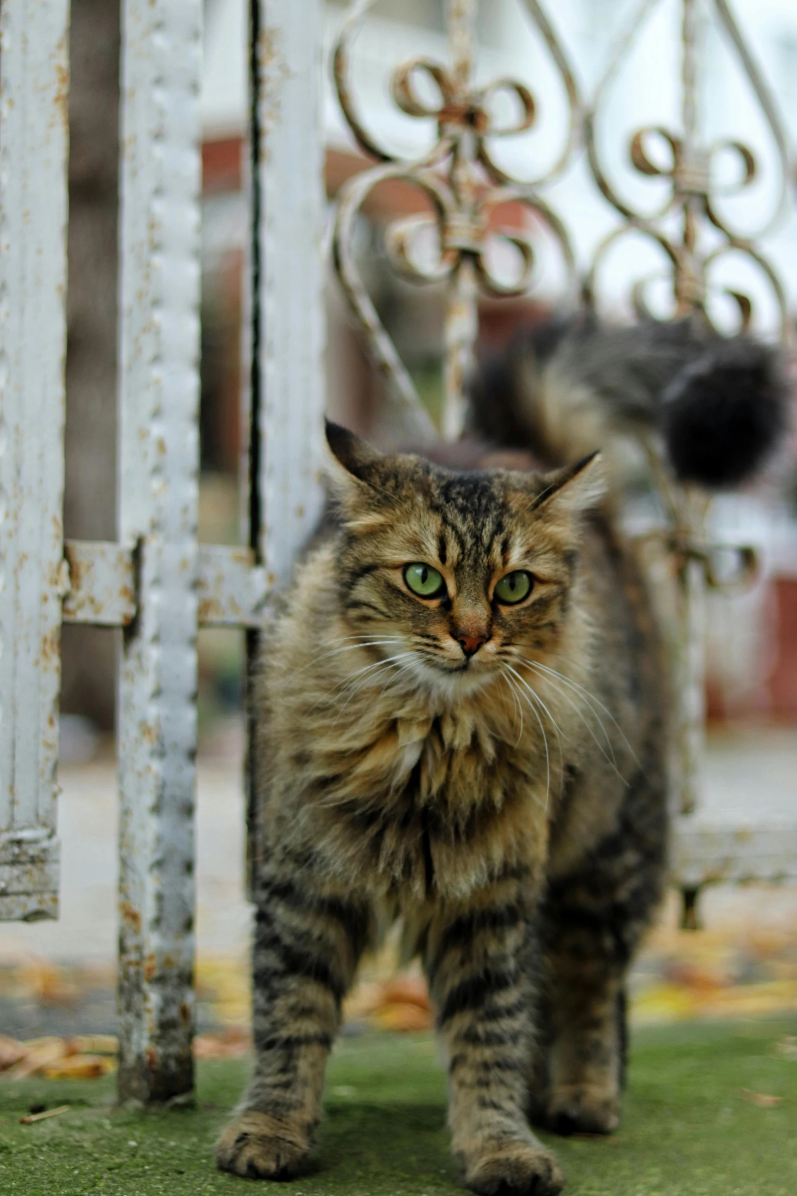 the brown cat is staring up at soing