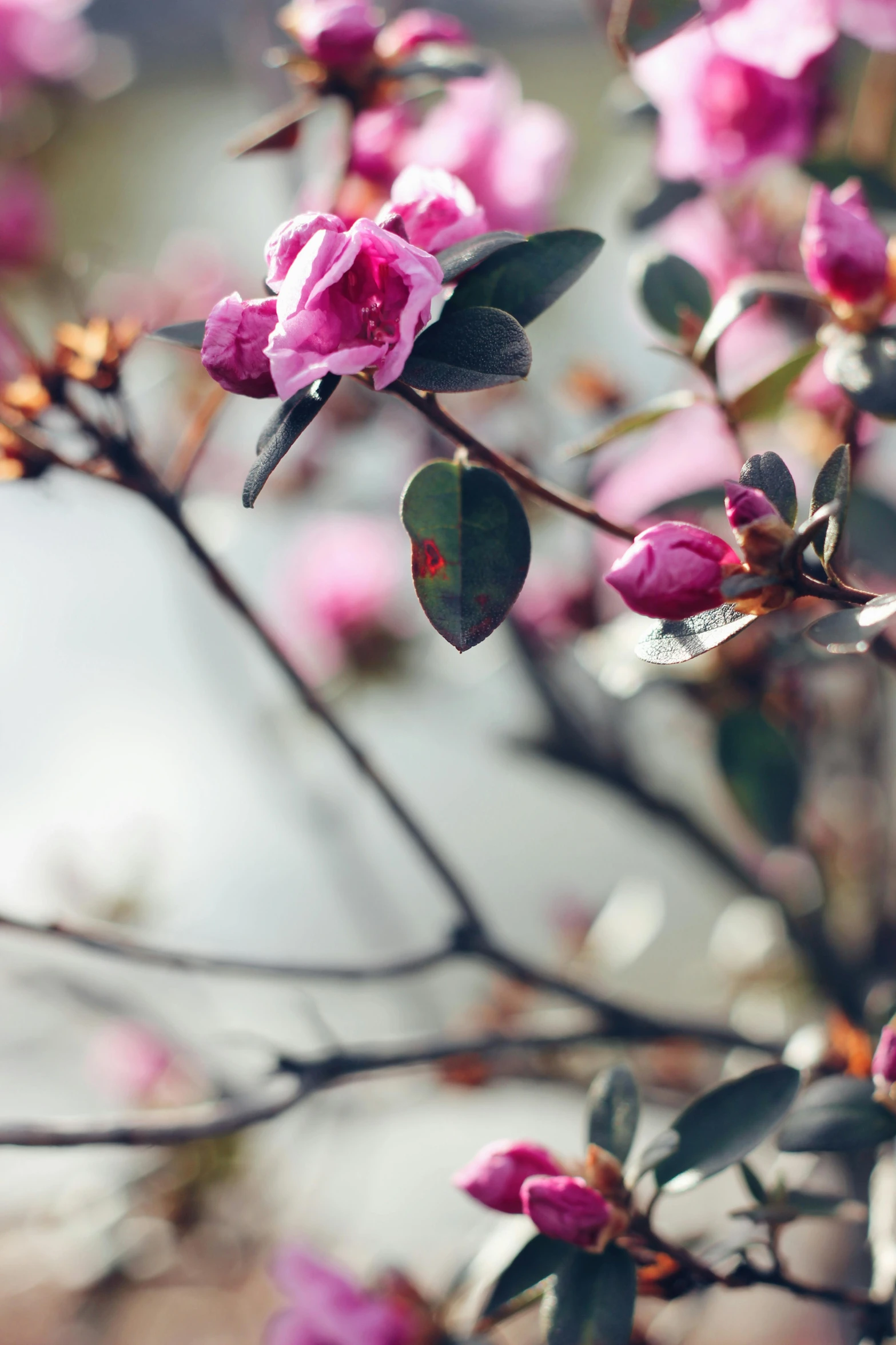 flowers in bloom on a tree in the rain