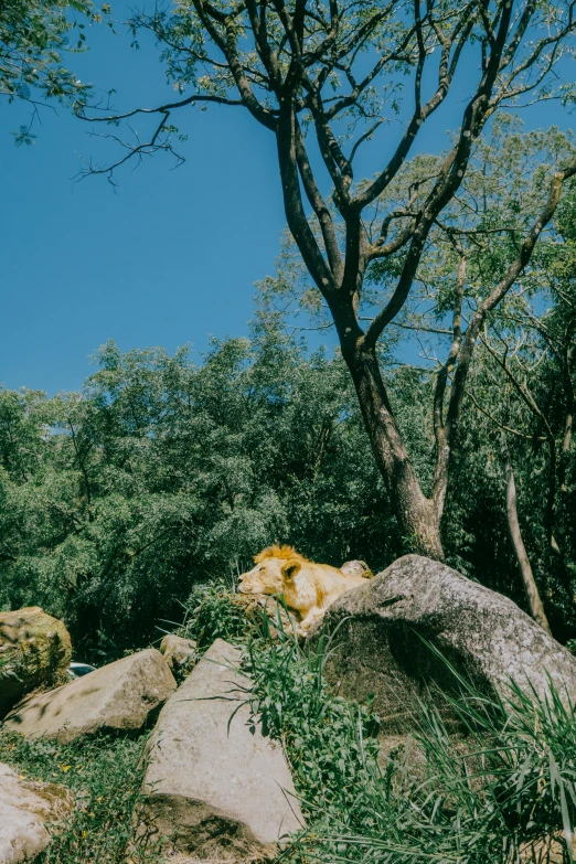 a dog is lying in the shade on a big rock