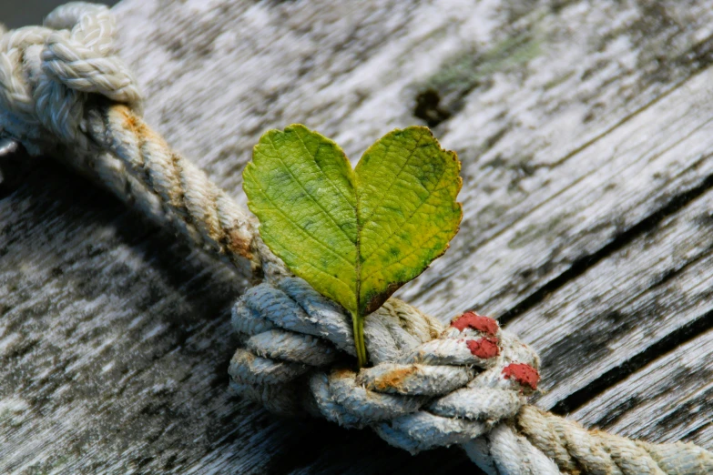 a close up of an item that looks like a leaf on some rope