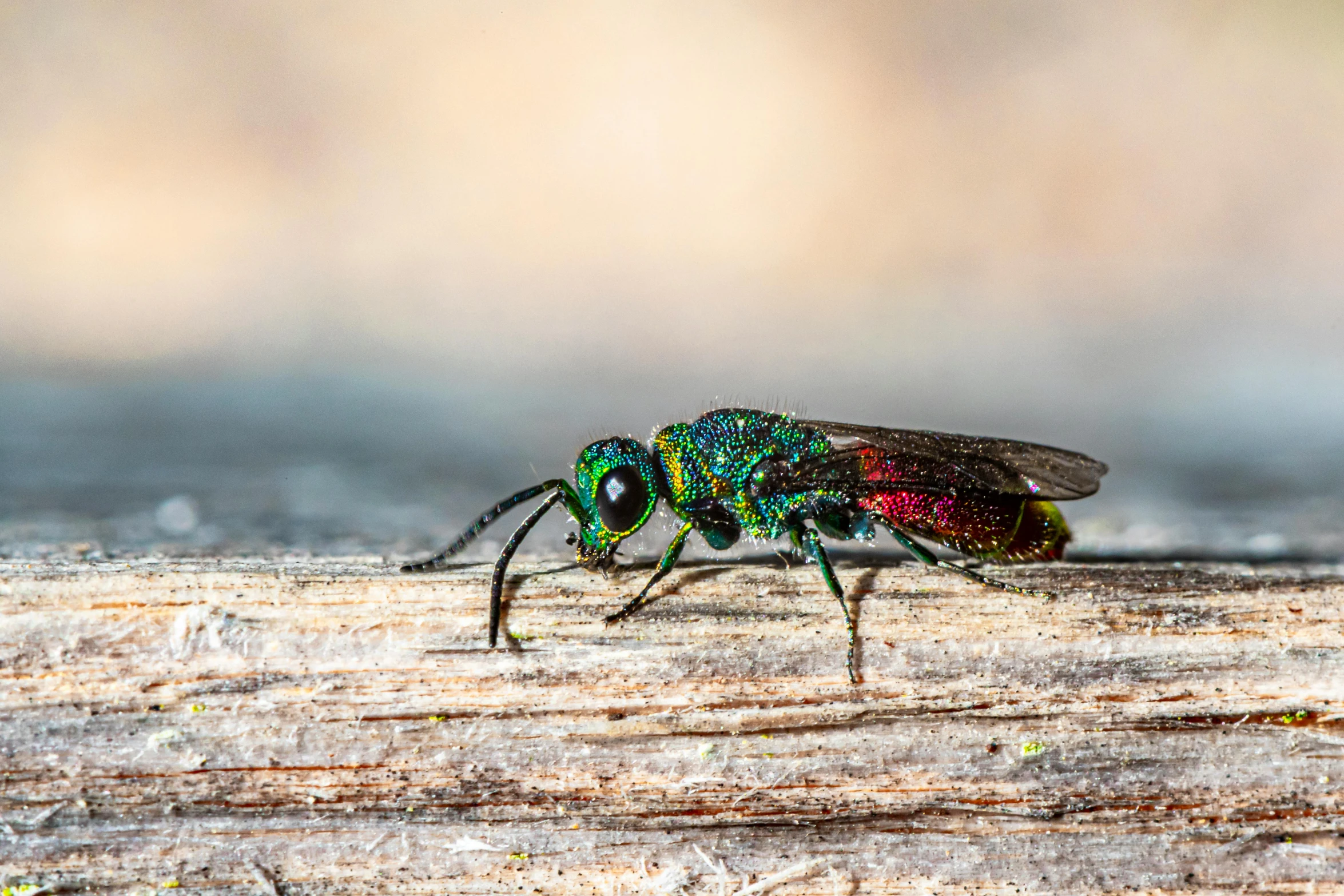 a fly insect is standing on some wood