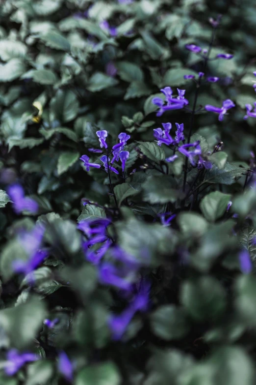 small purple flowers sitting in the middle of green plants