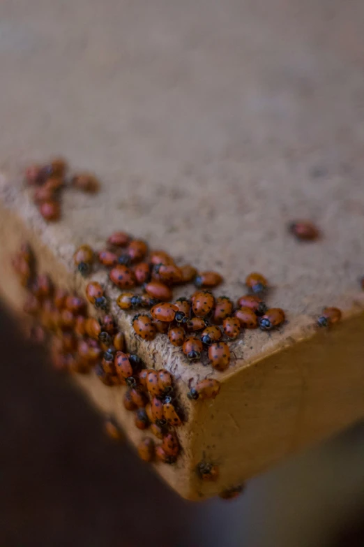 some brown bugs sitting on some cement with no one around