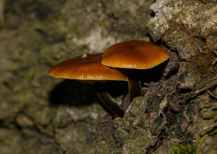 mushrooms growing from a large mossy tree trunk