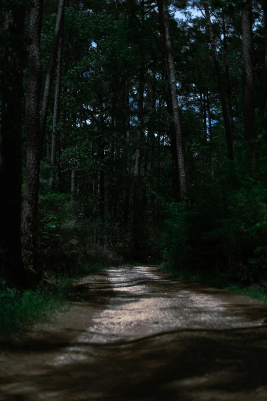 a dirt road near some tall trees