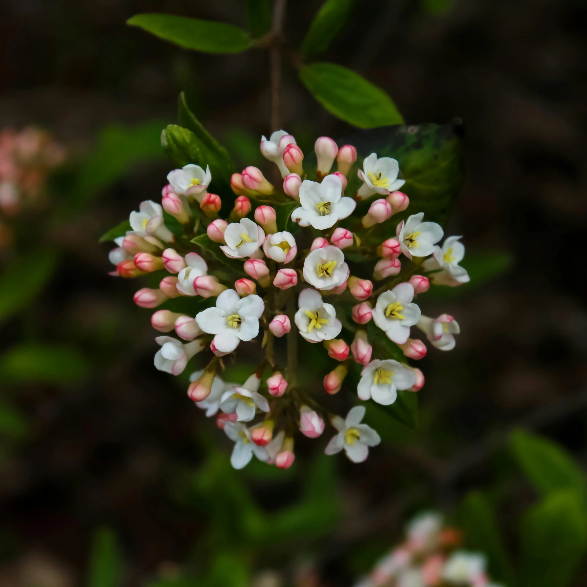 a cluster of small white flowers surrounded by leaves