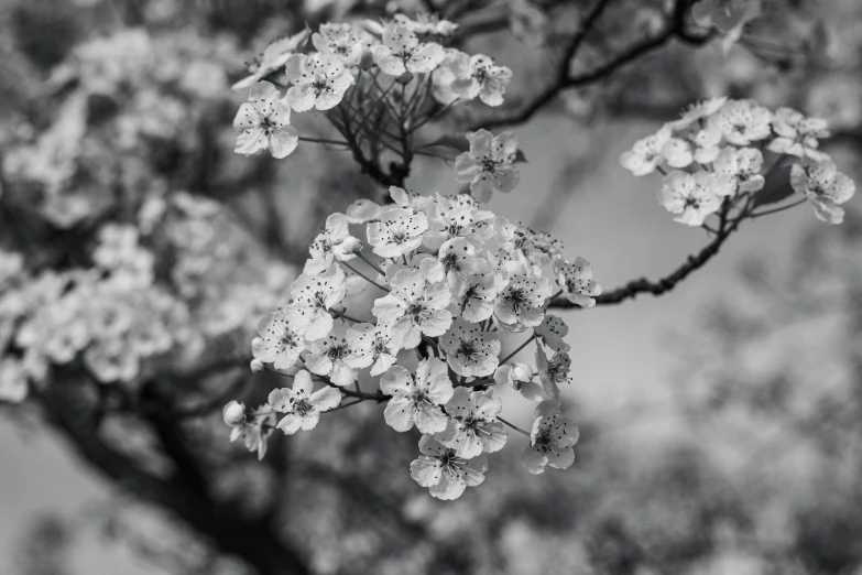 black and white pograph of an unripe tree with white blossoms