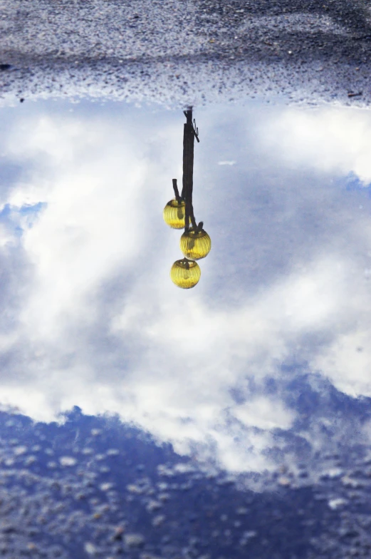 a tree is reflected in the water that it looks like it's floating on a river