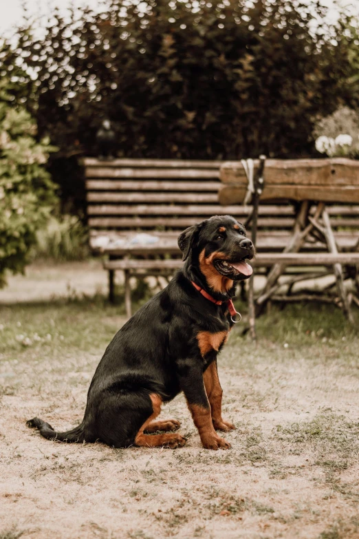 a dog is sitting outside and smiling