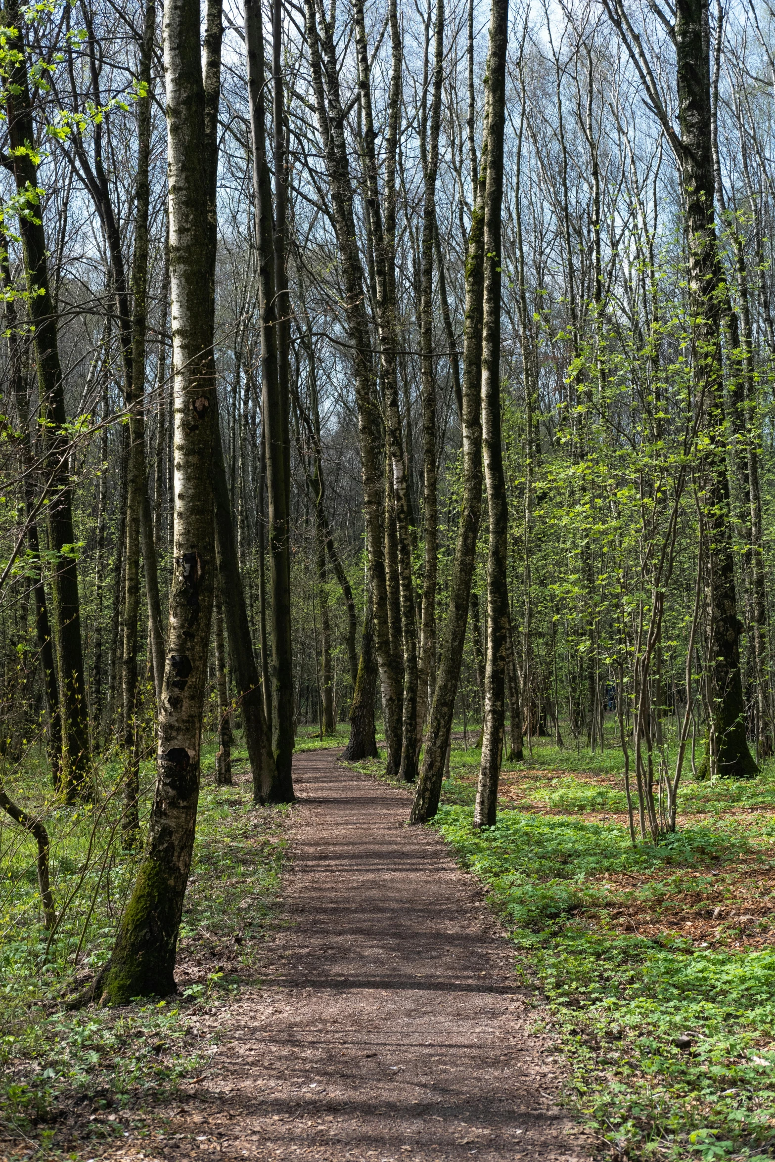 a wooden bench sitting on the side of a path