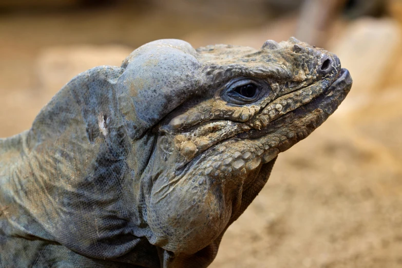 an exotic, black - headed animal resting in the sand