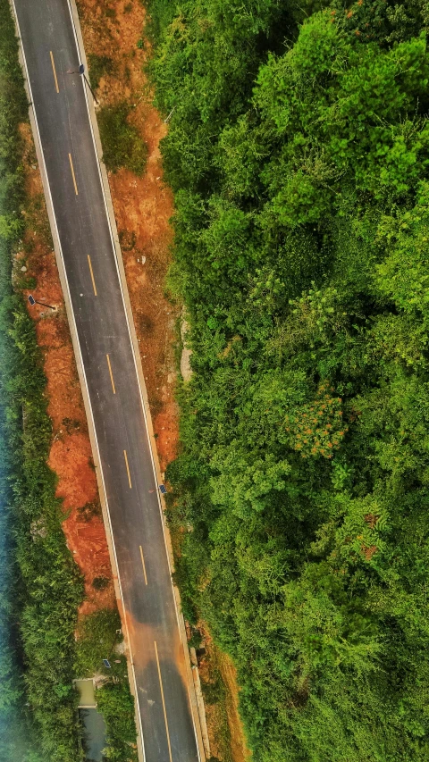 two roads passing through the middle of a lush green forest