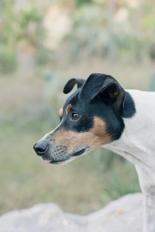 an adorable dog with white and brown fur standing next to a wall