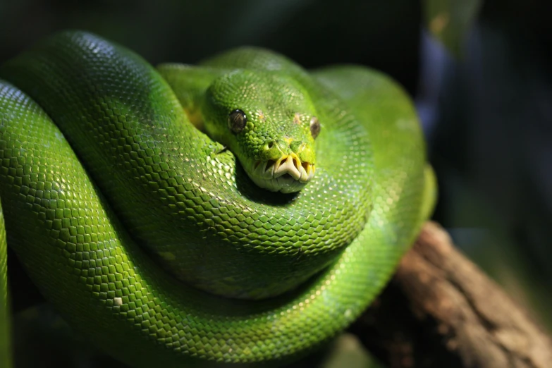 the green snake has yellow on its head