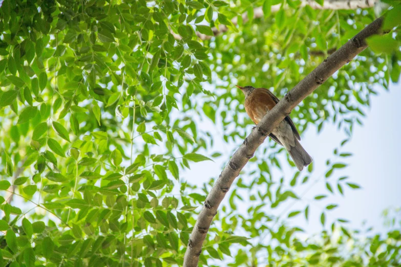 a small bird perched on top of a tree nch