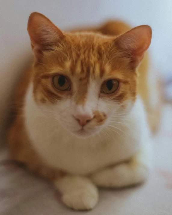 an orange and white cat with yellow eyes sitting down