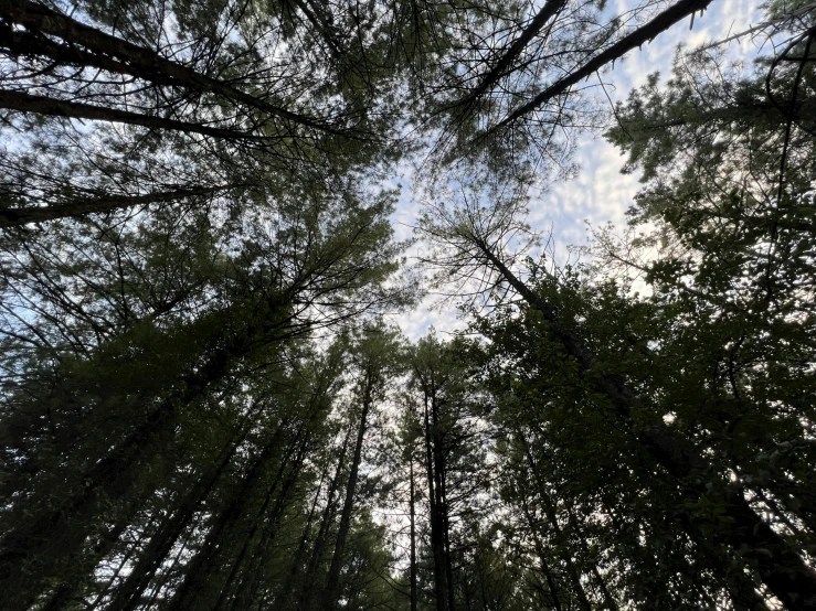 the view looking up through several tall trees