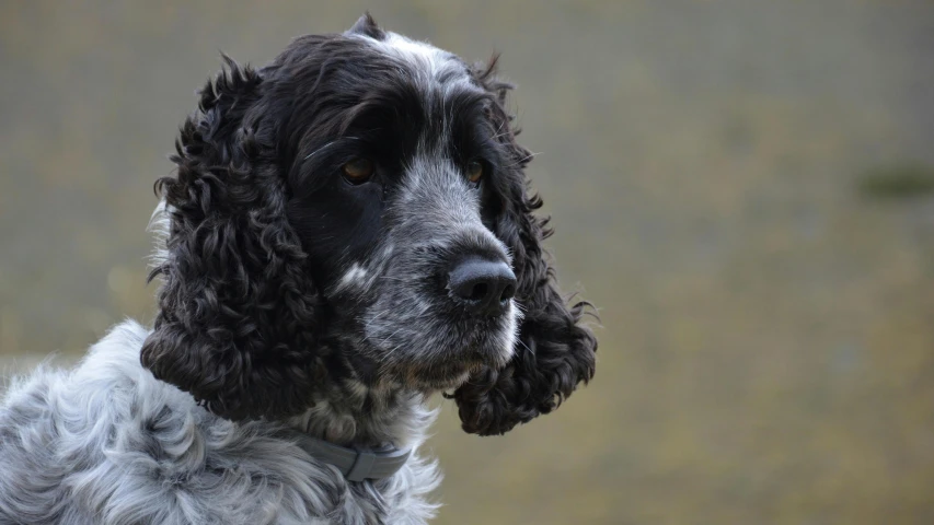 a close up s of a dog with ear buds