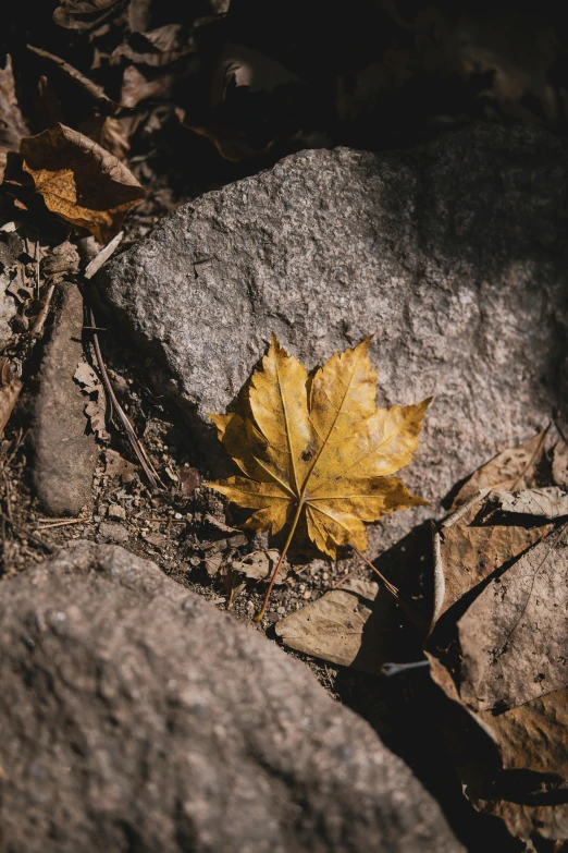 a yellow leaf is laying on the rocks