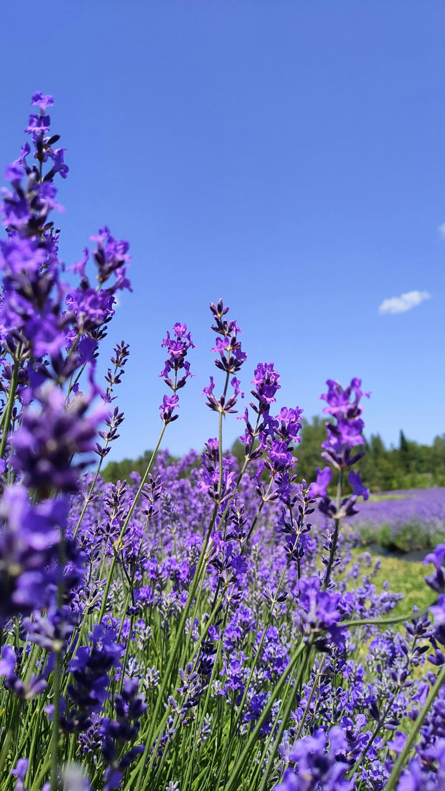 a field full of purple flowers and trees