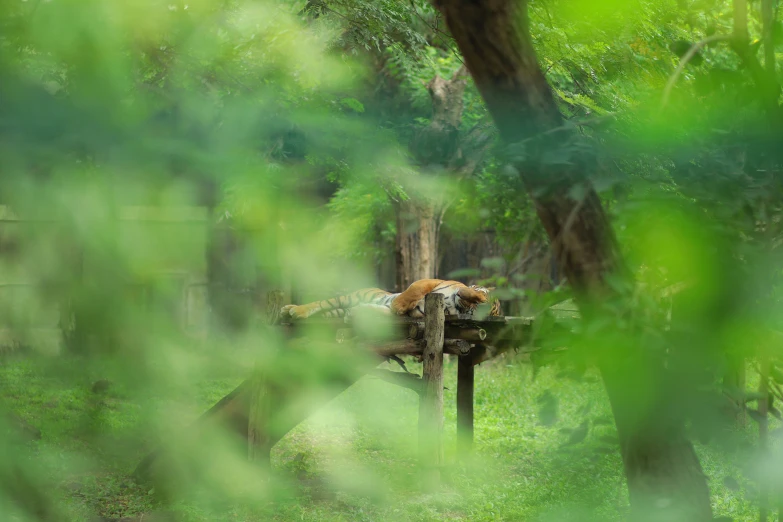 a small animal laying in a field surrounded by trees